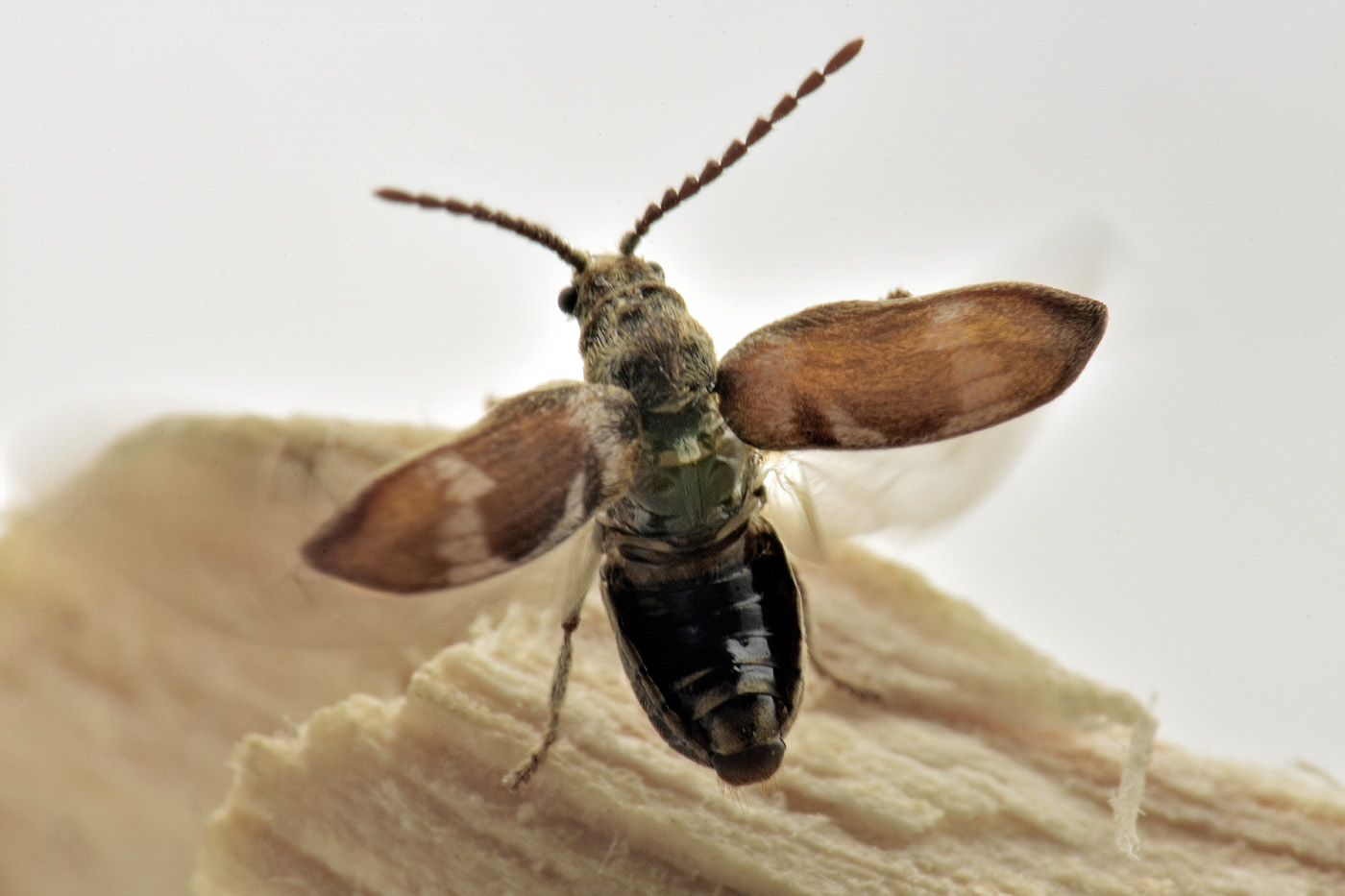 Anobiidae: Ptinomorphus regalis? Sì.